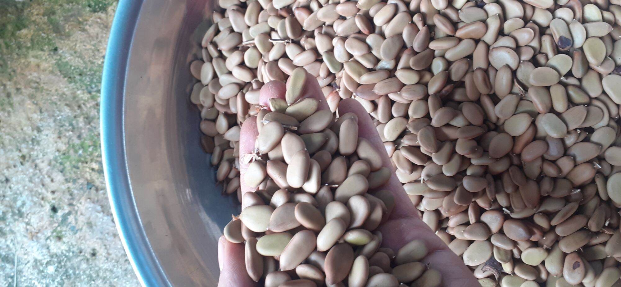 800gram hạt keo gai giống