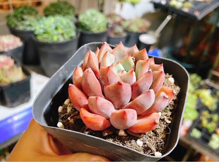 Sen đá Echeveria Shamong - lên màu cam cá hồi