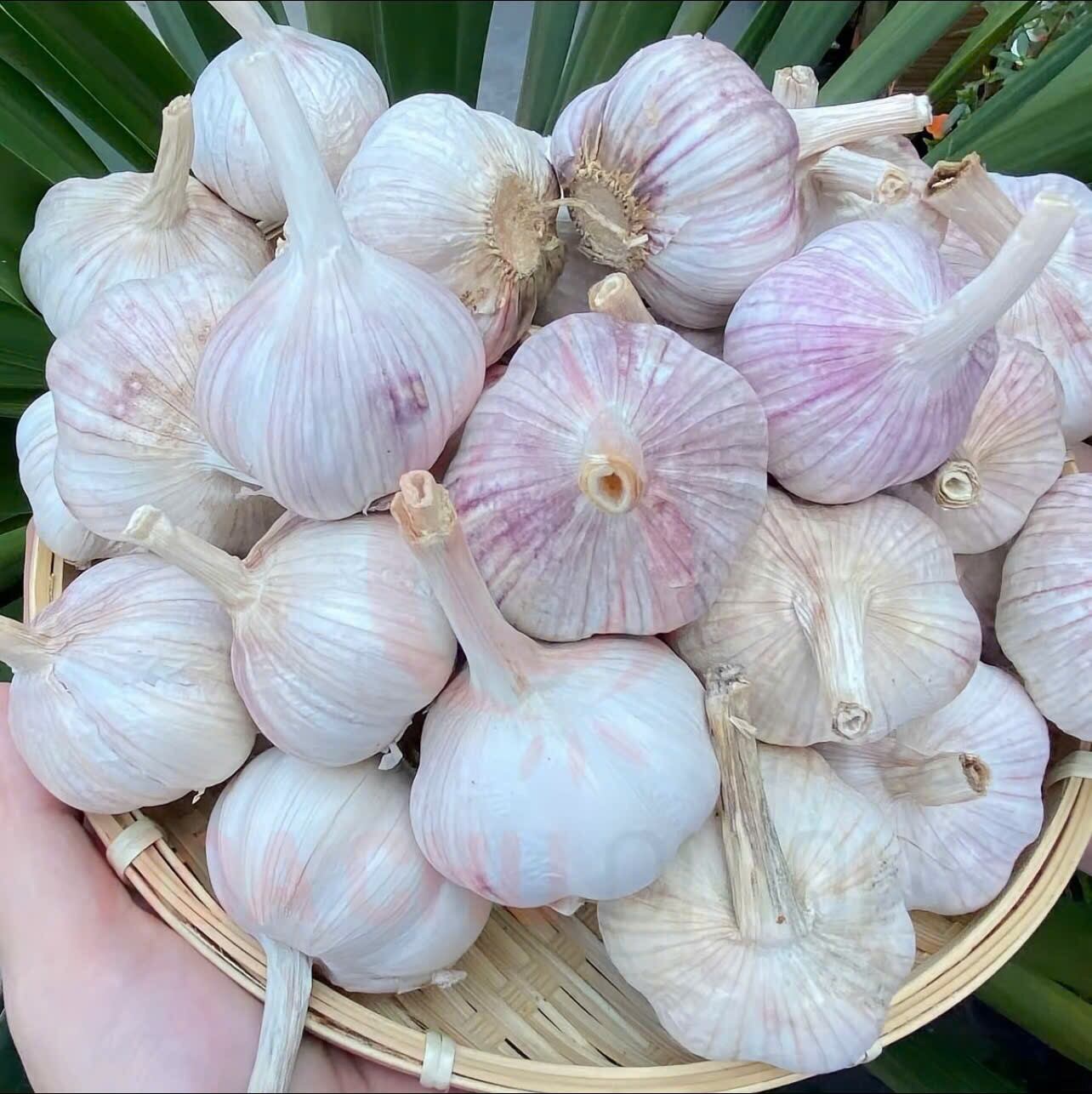 Tỏi lai tía củ to đẹp | Củ to, màu trắng hồng, vỏ mịn, tươi ngon, dùng nấu ăn.