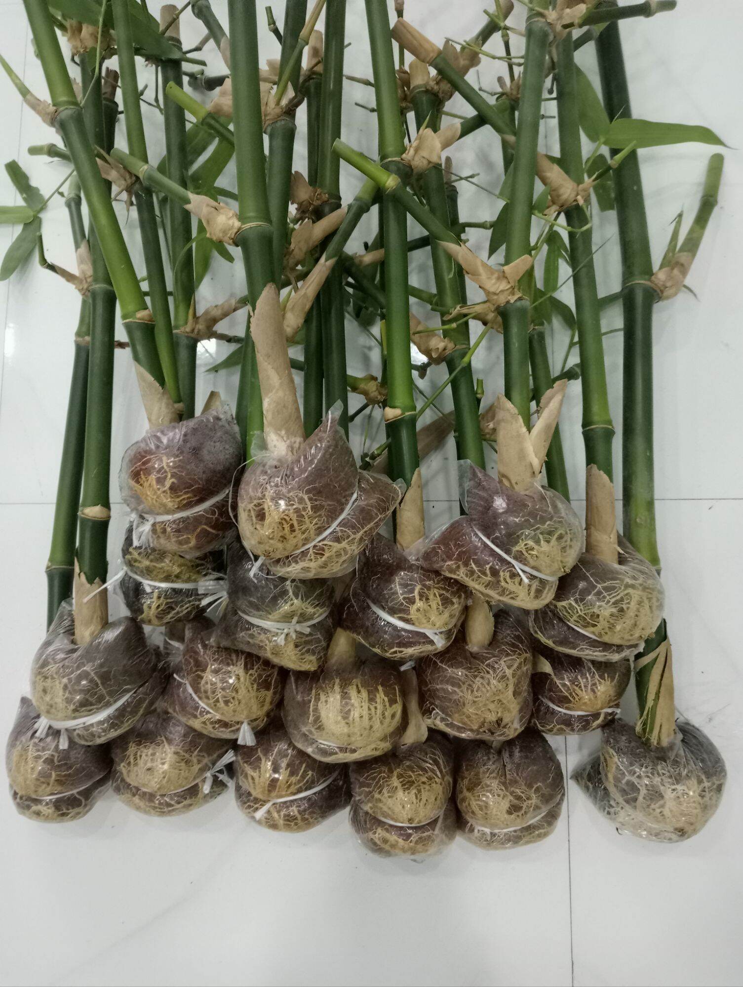 Giống Măng Tre Tứ quý ( combo 5 cây  )