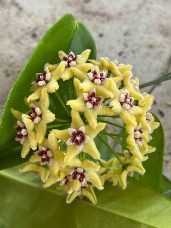 Cây giống lan cẩm cù vàng
