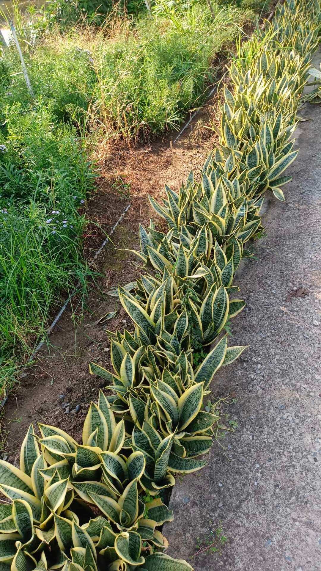 Lưỡi Hổ Thái Lùn  Để Bàn  ( size nhỏ, ko chậu )