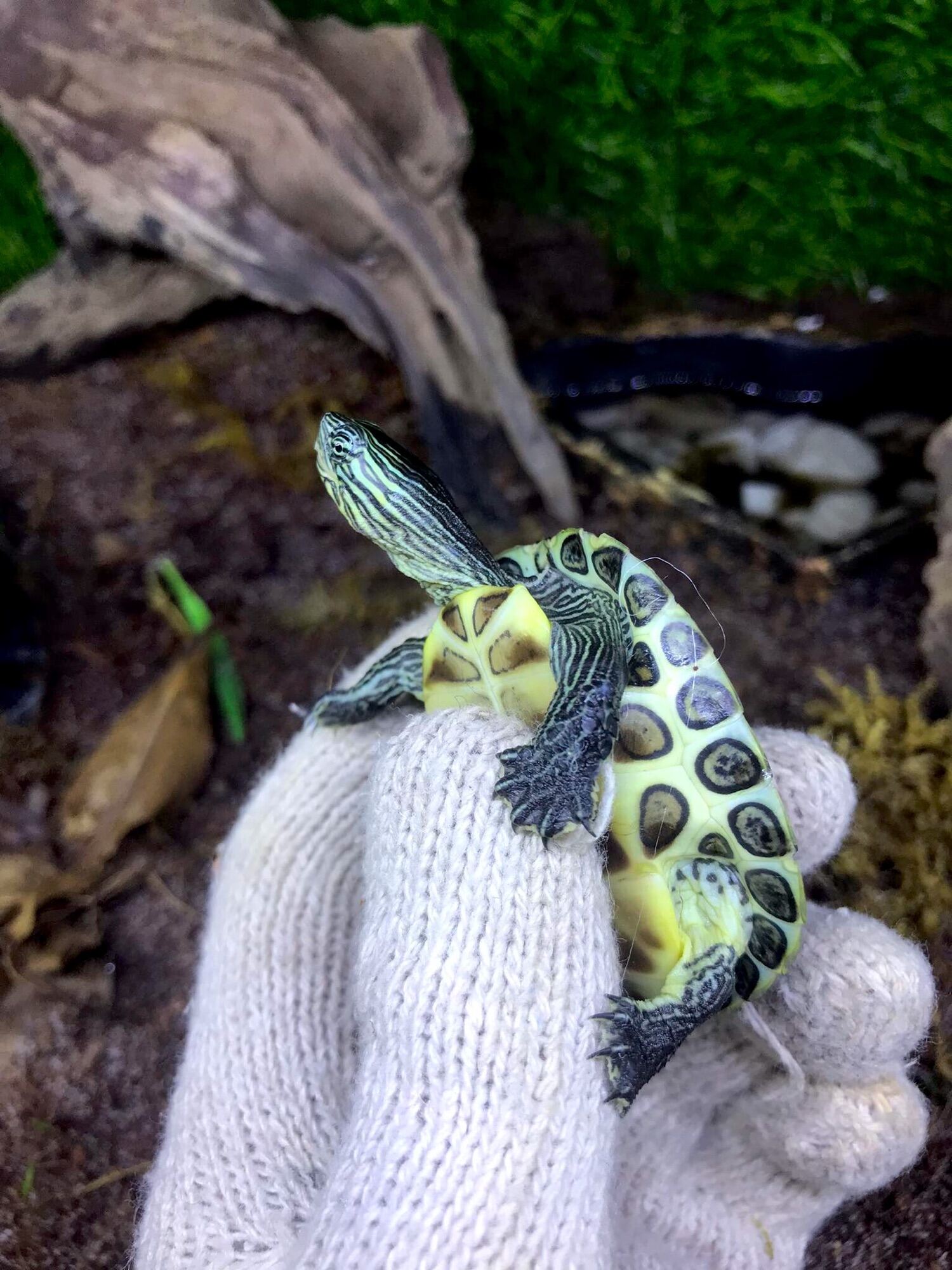 Rùa cổ sọc size 5-6cm