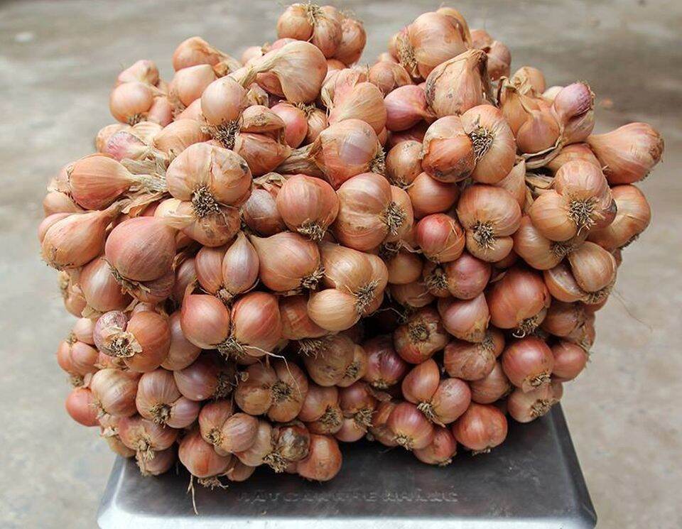 Combo 2kg hành ta, 2kg tỏi tàu củ chắc đẹp