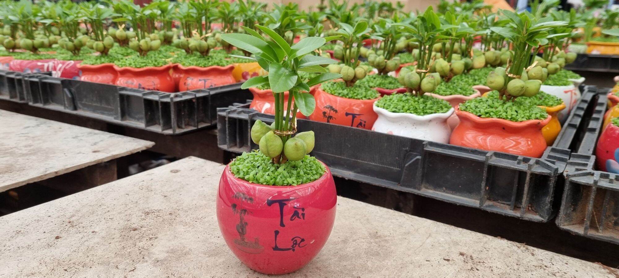Cây Tài Lộc phong thủy để bàn (chậu sứ xinh xắn)
