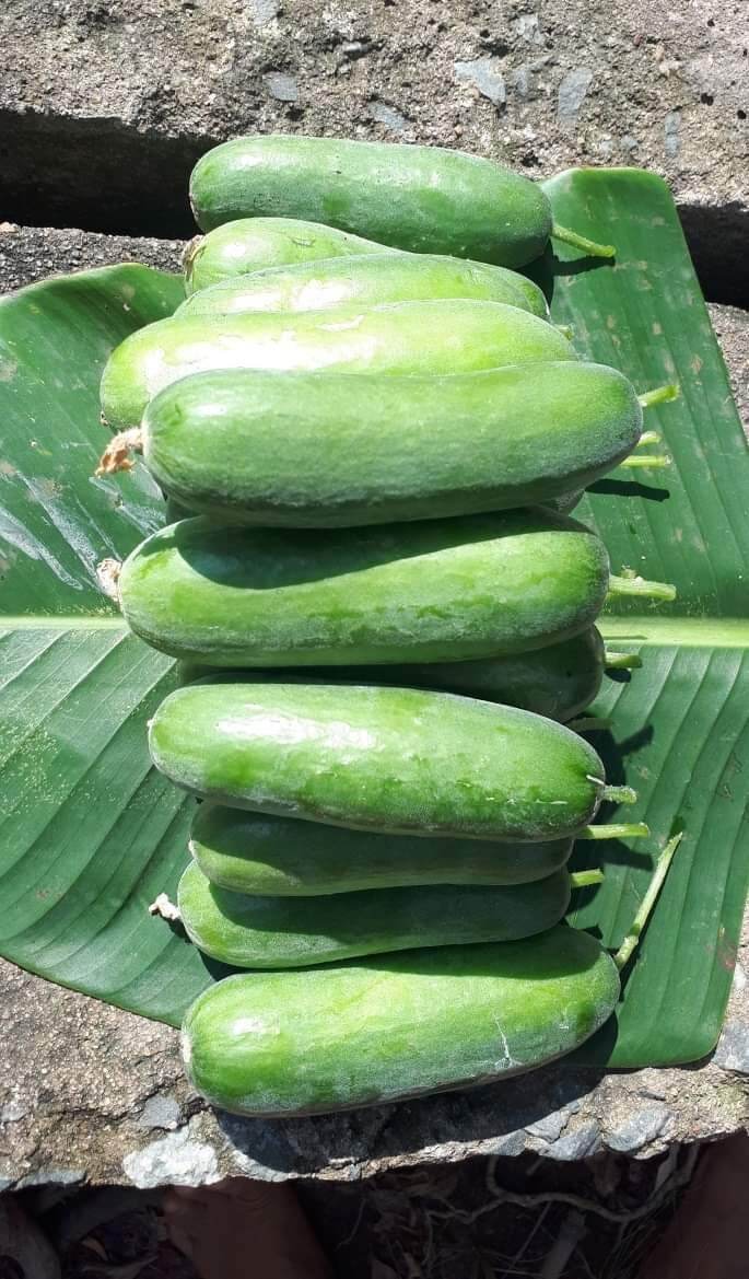 HẠT GIỐNG DƯA CHUỘT CHÙM TỰ THỤ PHẤN F1( 10 Hạt)