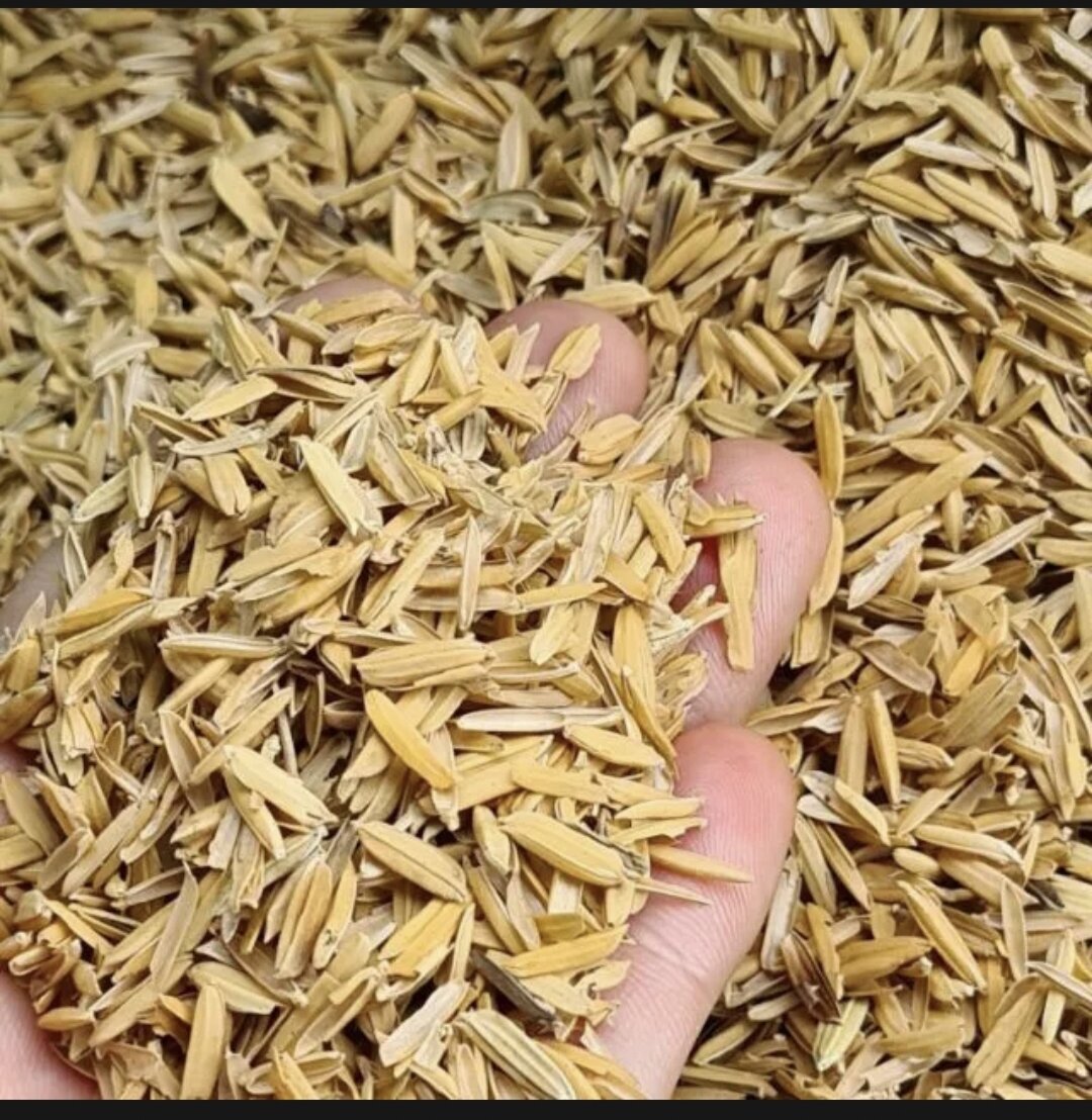 Túi trấu trồng cây