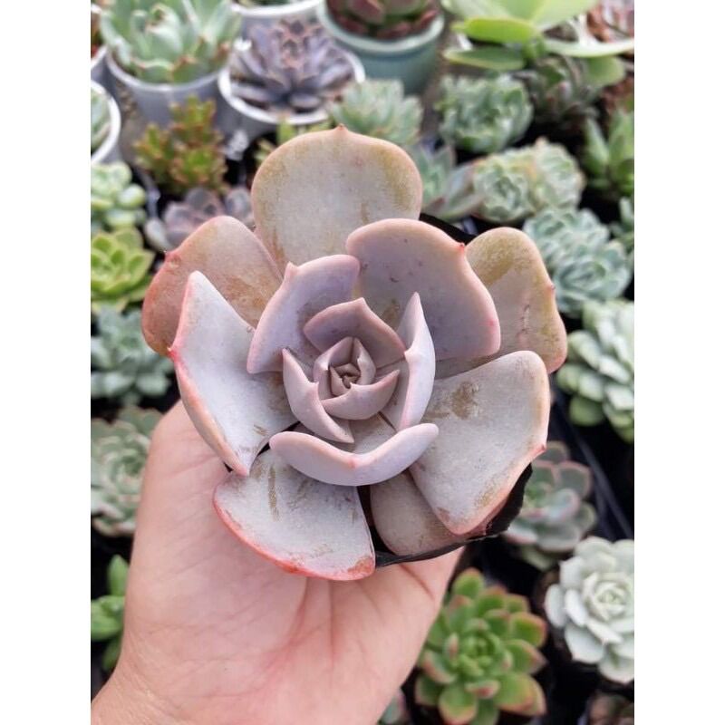 Sen đá đất hồng size bầu 3-5 cm