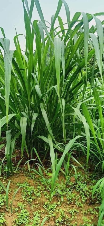 Cỏ sả lá lớn Ghine Monbasa gói 100g