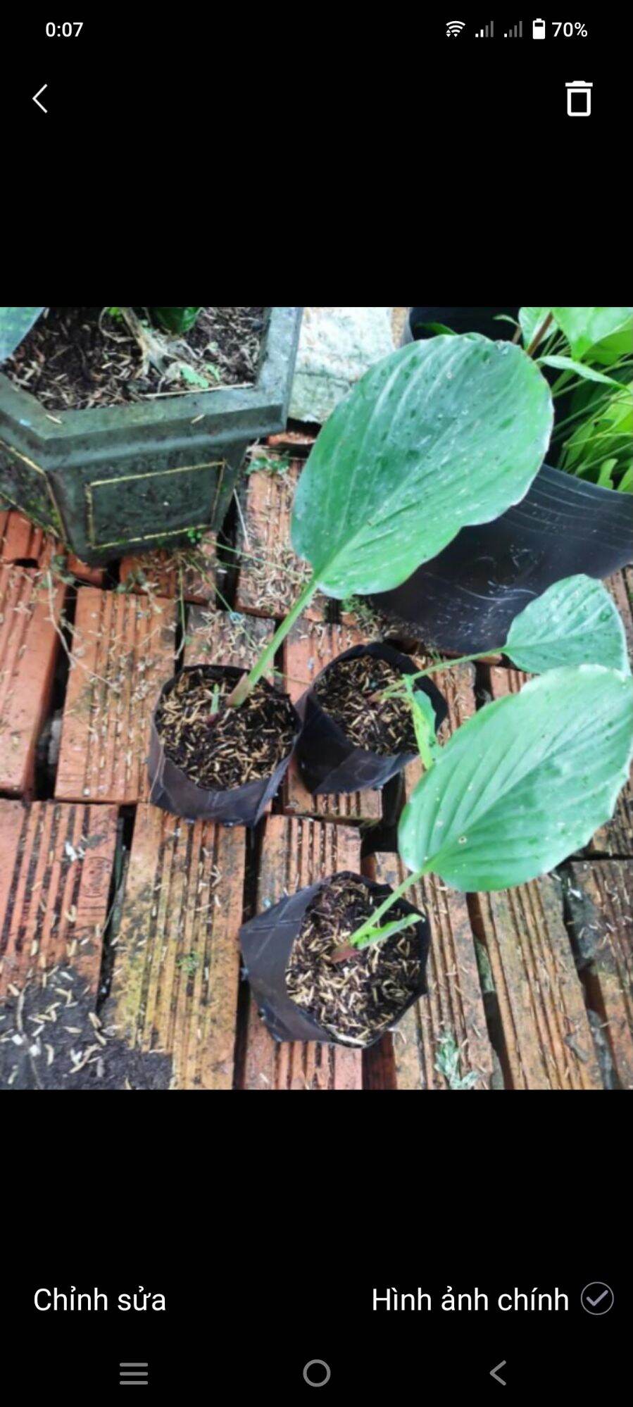 Cây giống gừng đen(ngãi đen.ngãi tím) 1 cây