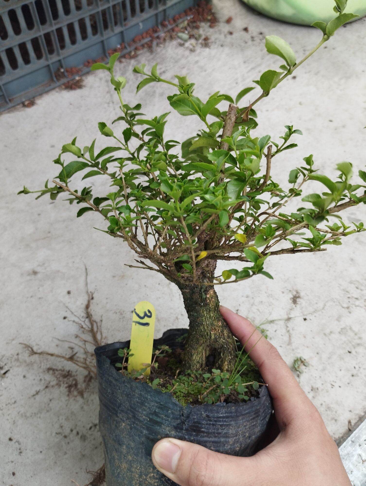 Sam hương lùn lực
