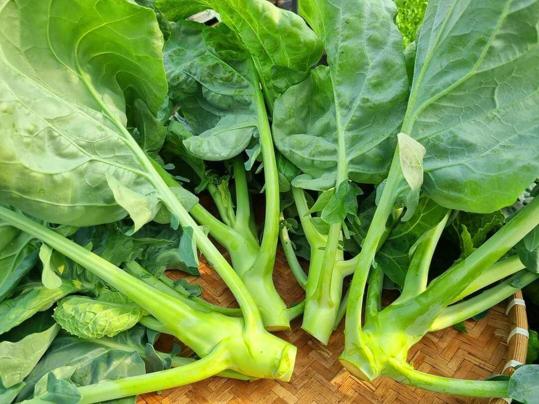 HẠT GIỐNG CẢI RỔ MẬP( NGỒNG LÀN)