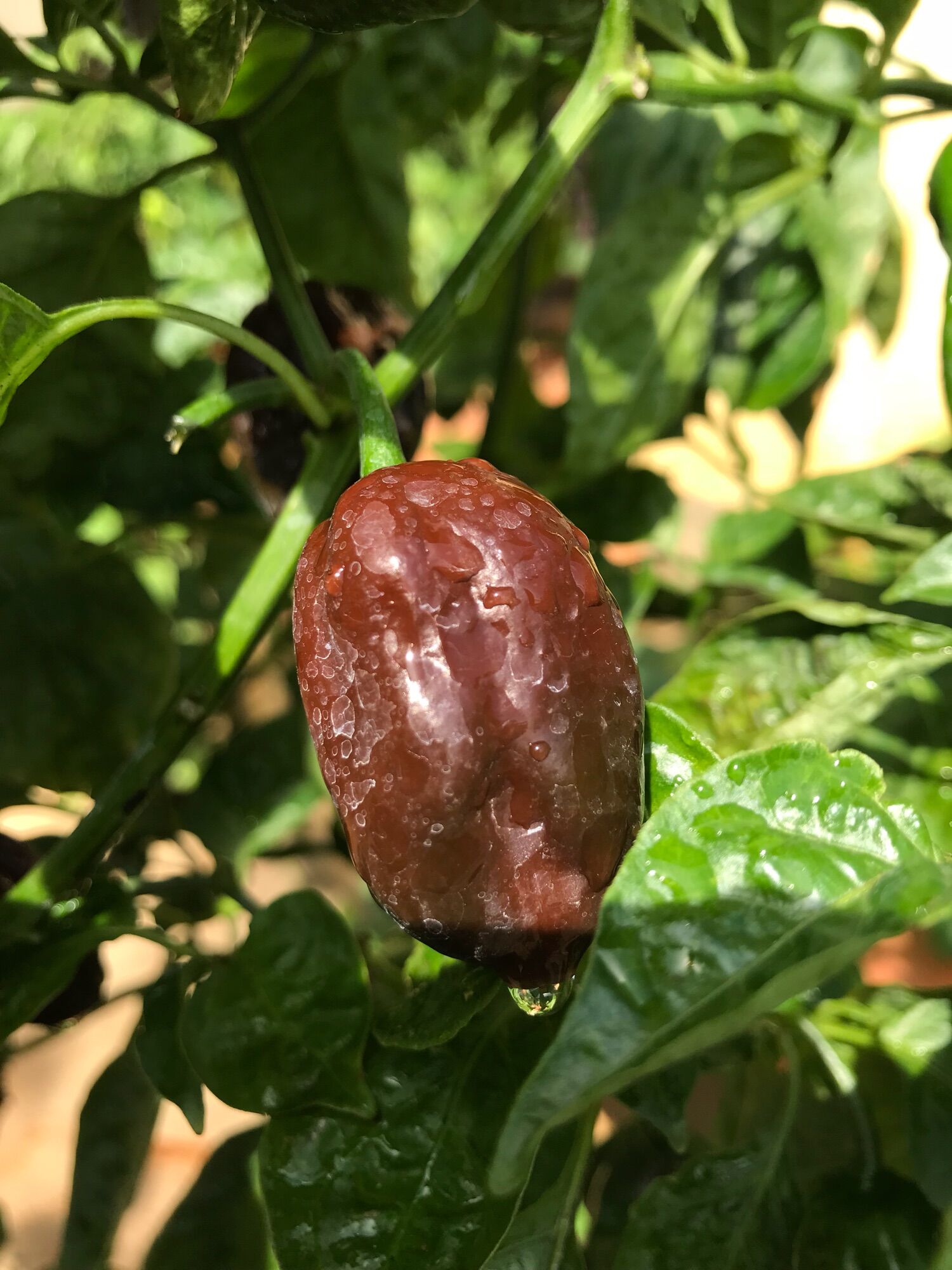 Quả ớt habanero tươi