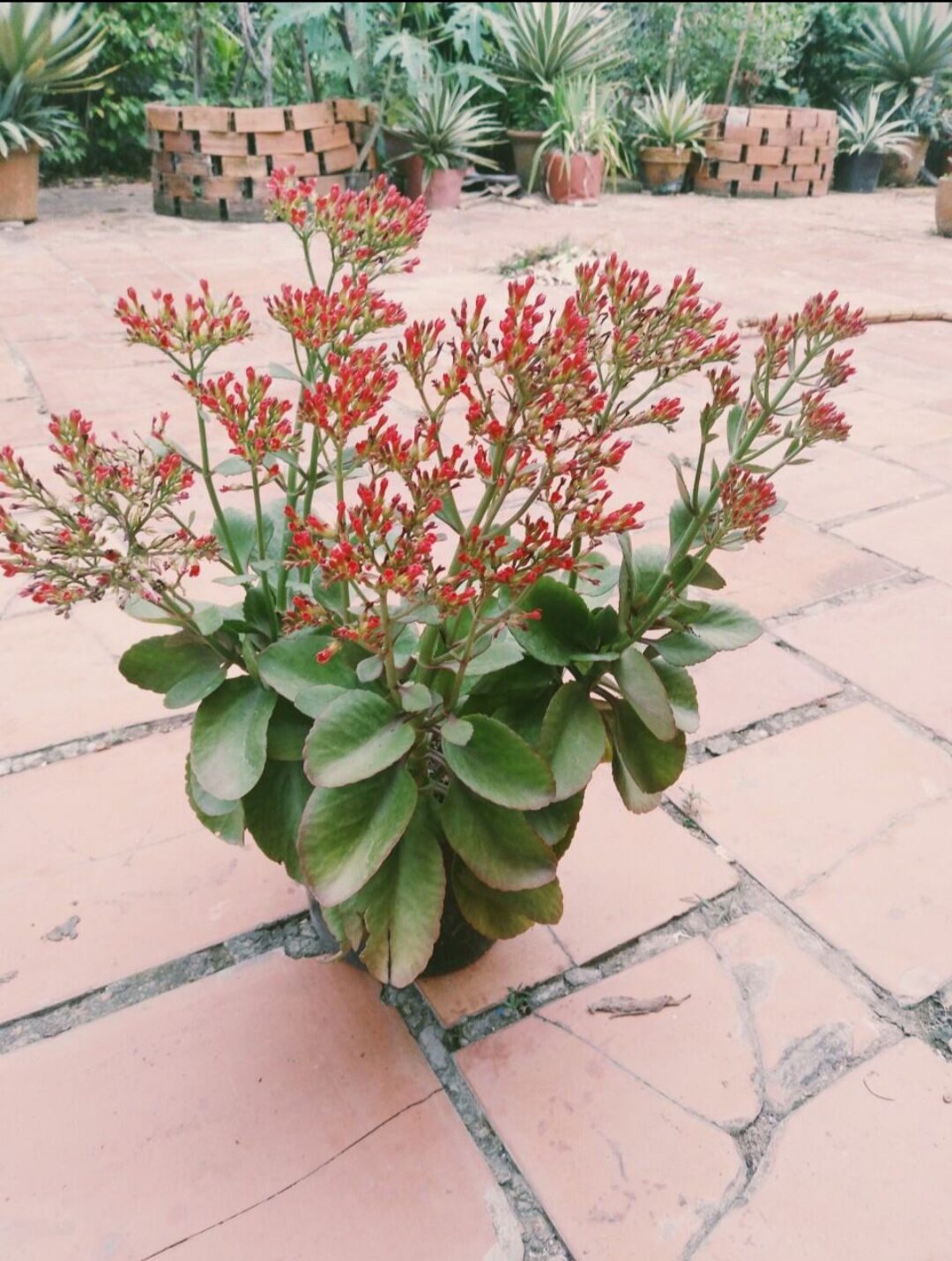 Cây sống đời đỏ - sống đời trồng chậu