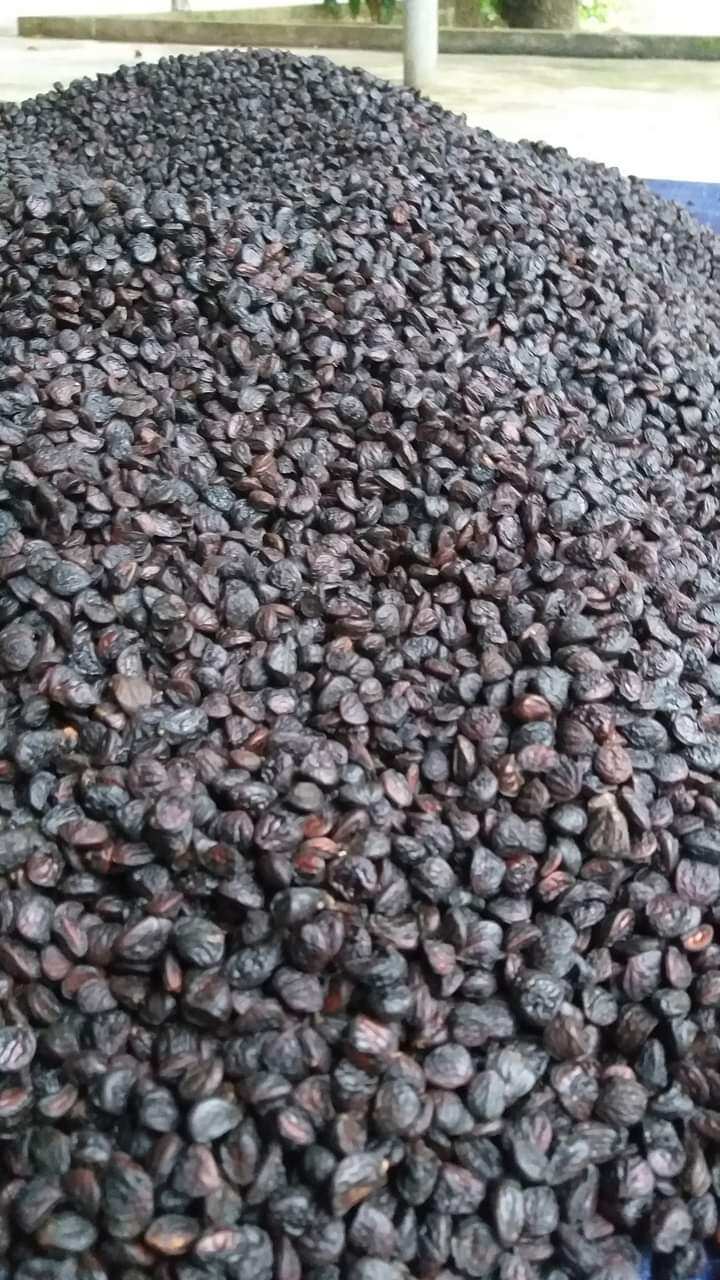 100gr hạt dổi nếp hòa bình