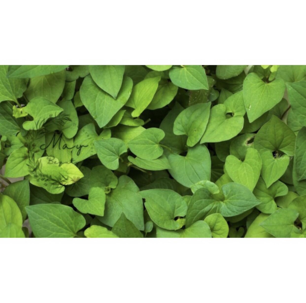 100g Bột diếp cá hữu cơ sấy lạnh tự nhiên