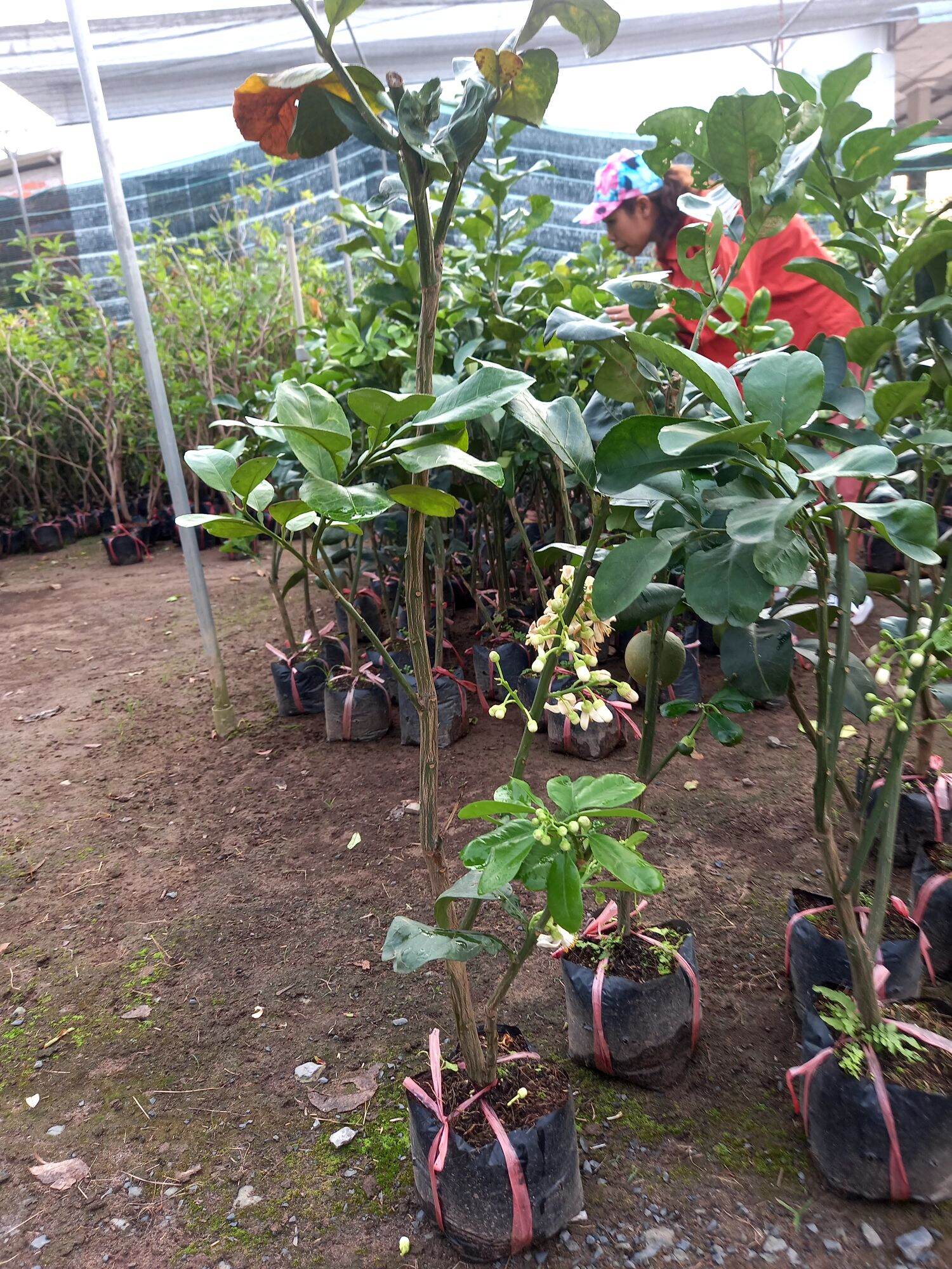 cây bưởi da xanh ruột đỏ