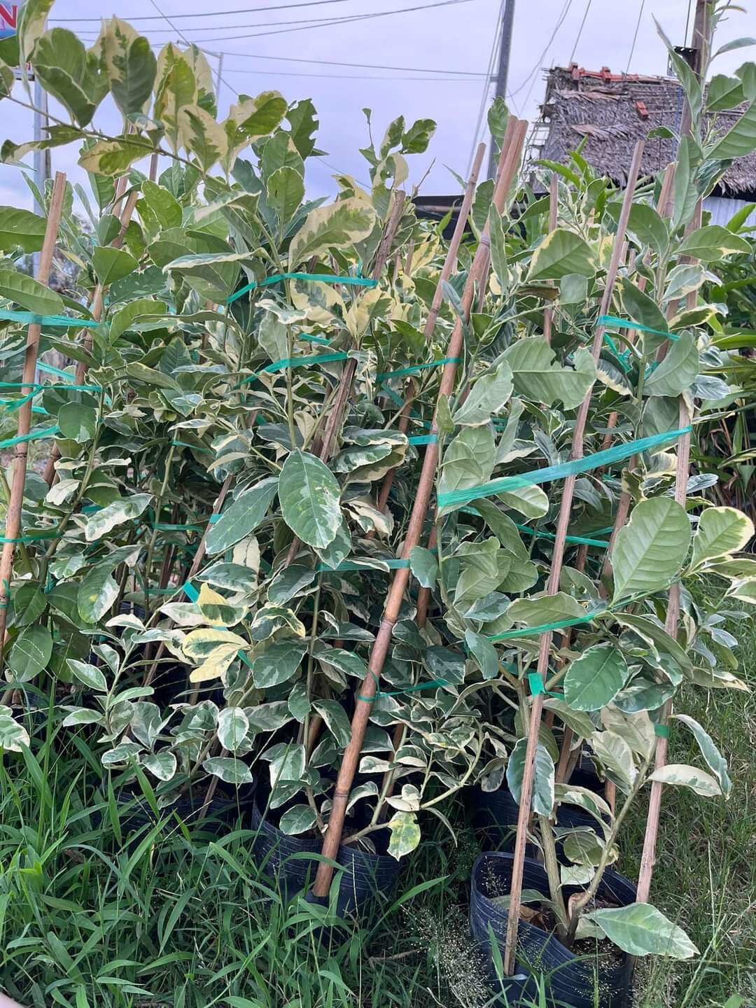 Cây chanh cẩm thạch