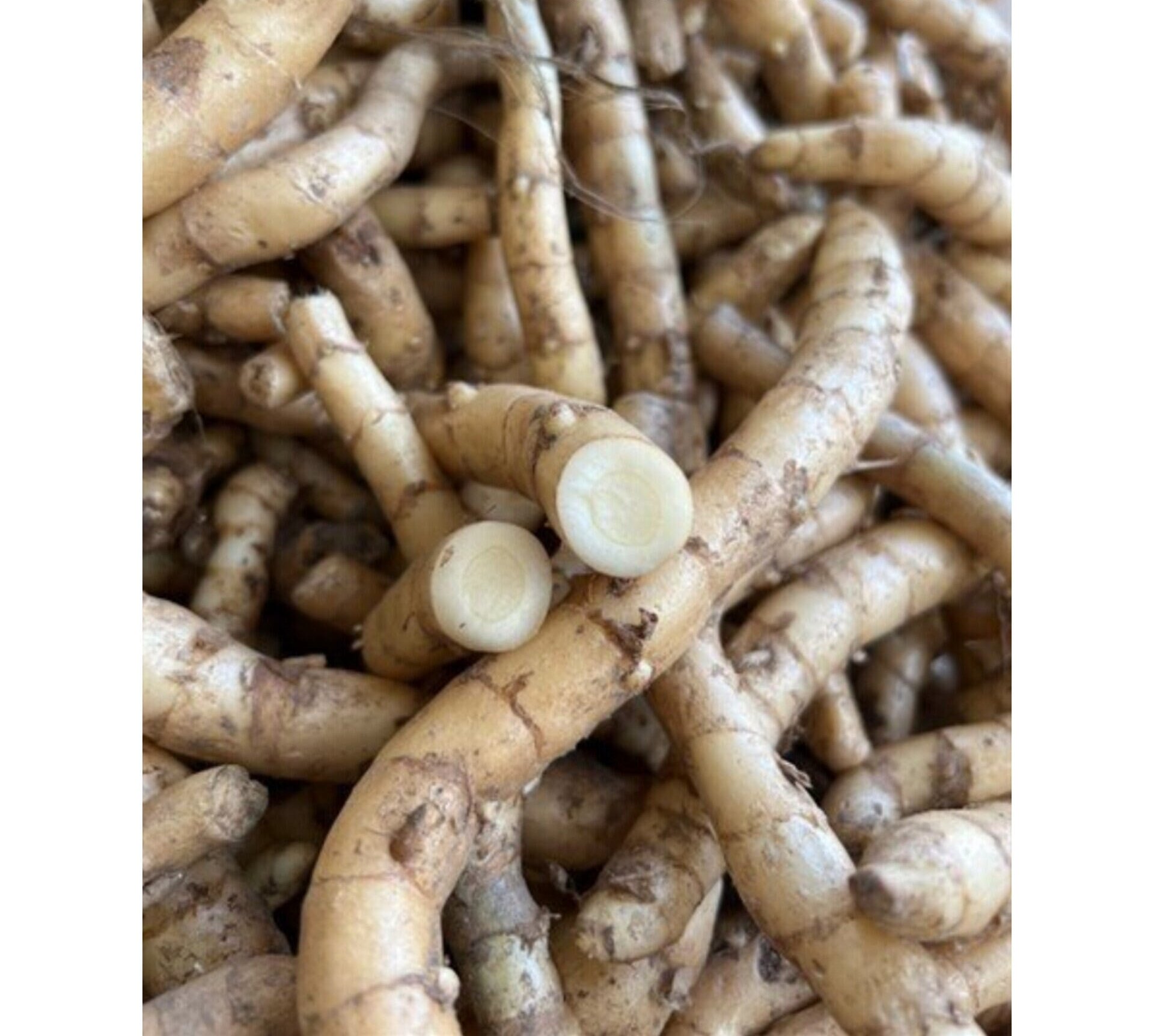 Ngải Chống Độc 2kg mọc rừng tự nhiên lâu năm