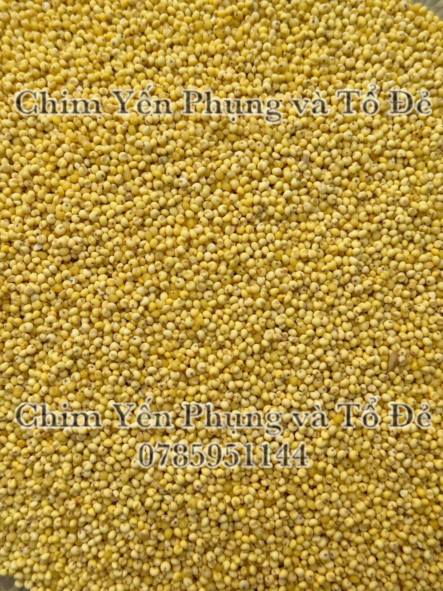 500gr hạt kê nếp vàng (đã bóc vỏ) giàu dinh dưỡng..