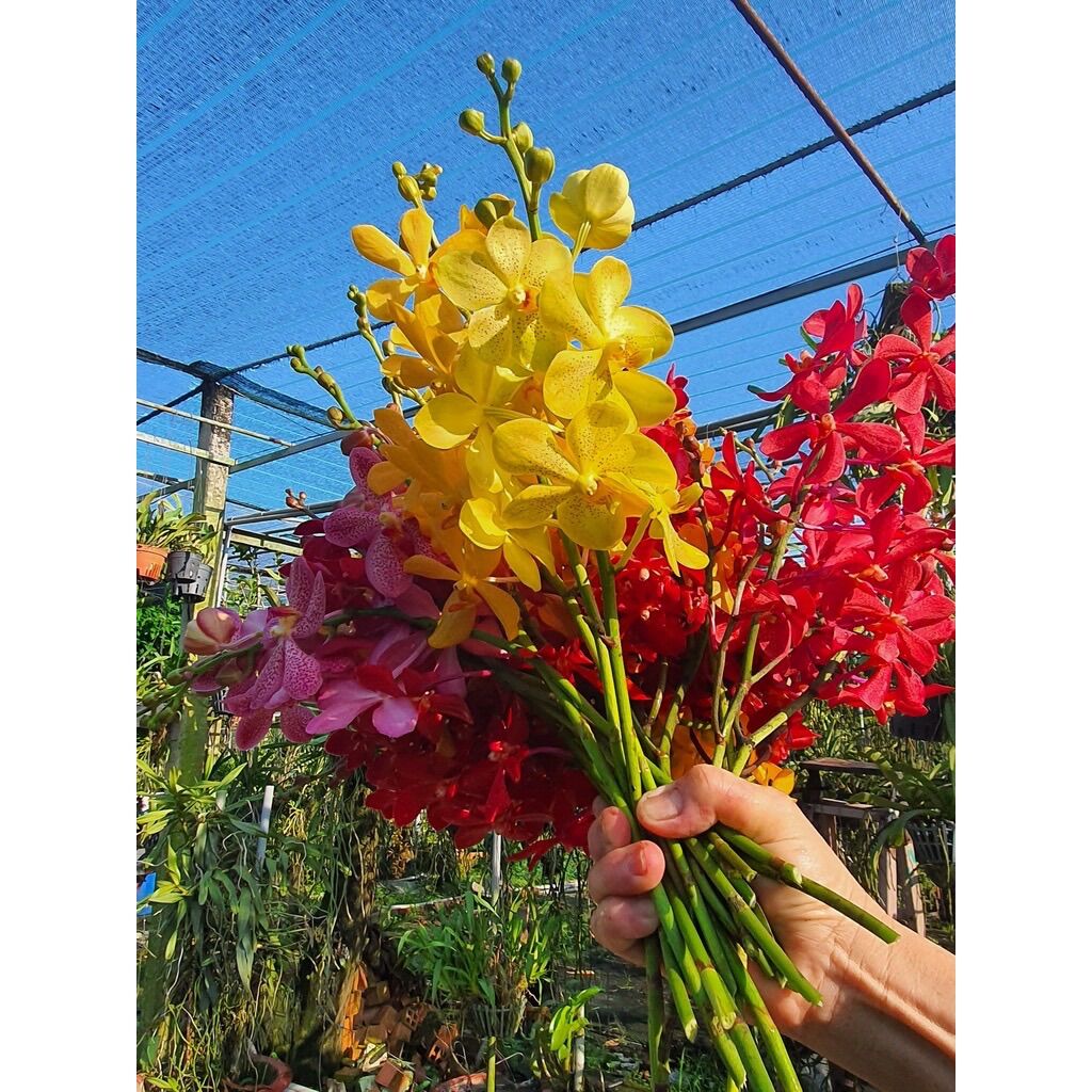 Hoa lan mokara cây giống 10cm(2 cây)