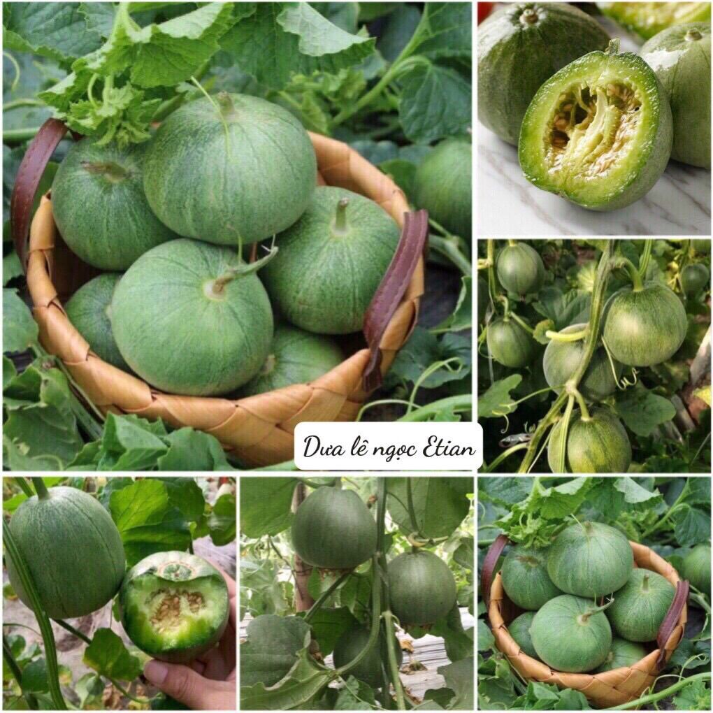 TỔNG HỢP CÁC LOẠI DƯA HOT NHẤT DỄ TRỒNG DƯA LƯỚI DƯA LÊ SIÊU NGỌT