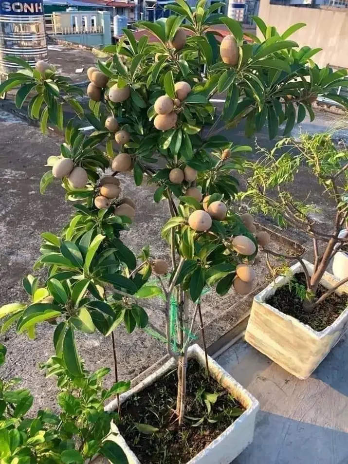 Cây hồng xiêm xoài , cây ghép, cao từ 100cm, cây đẹp
