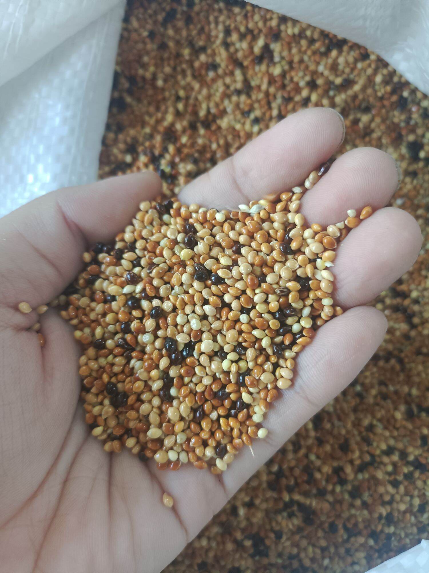 Cỏ thái thức ăn cho chim cu gáy. 1kg 35k
