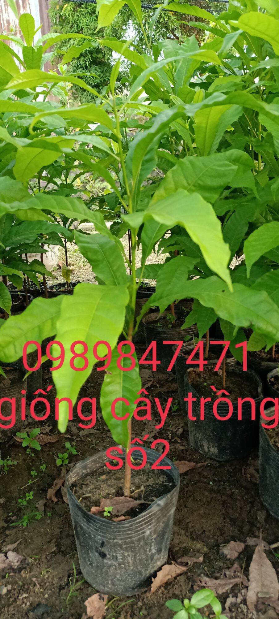 Cây vú sữa hoàng kim