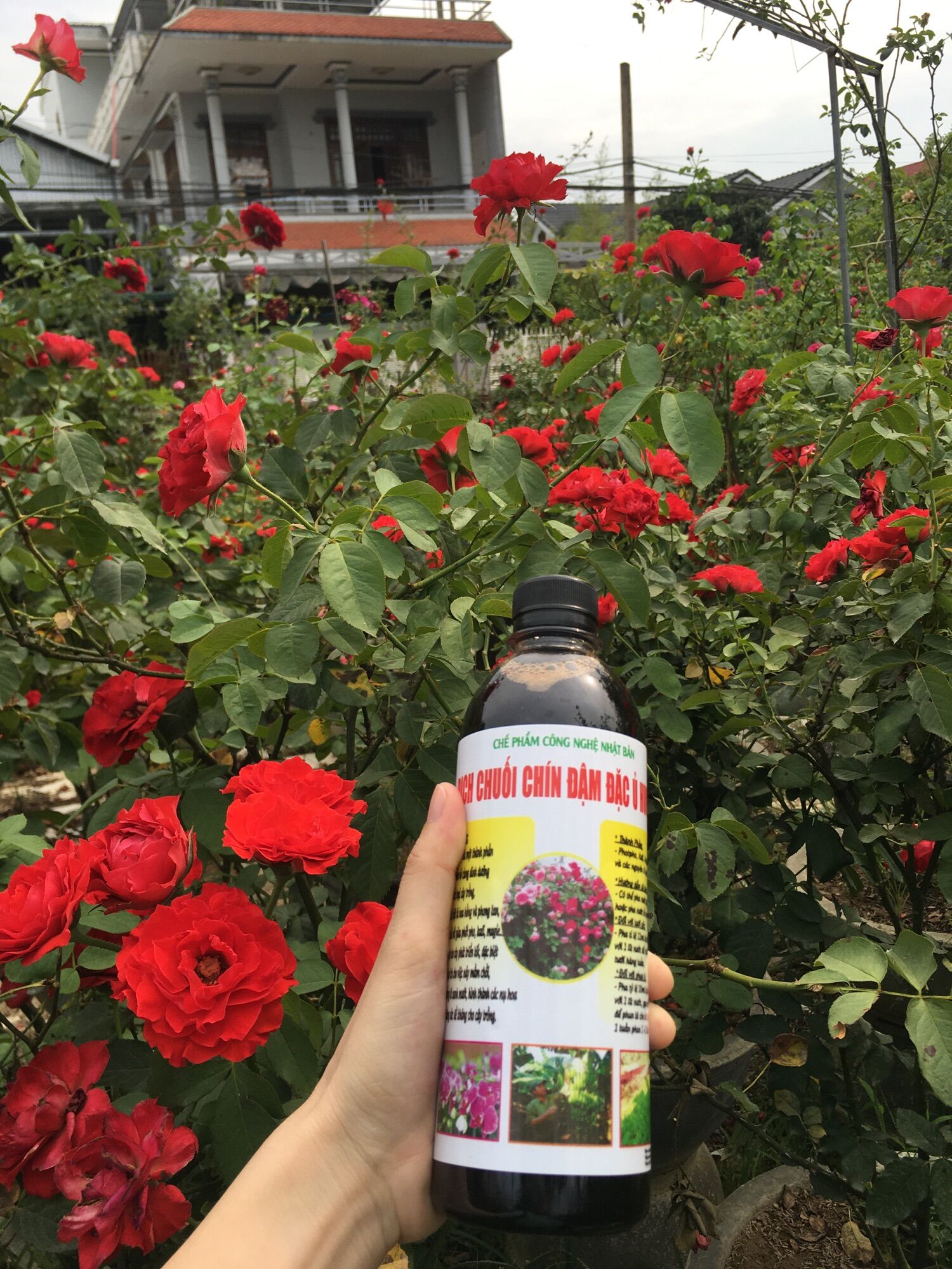 Dịch chuối đậm đặc ủ Trứng Humic chuyên kích mầm, kích nụ, dưỡng cành lá cây xanh mướt, hoa to, đẹp, nụ nhiều tua tủa