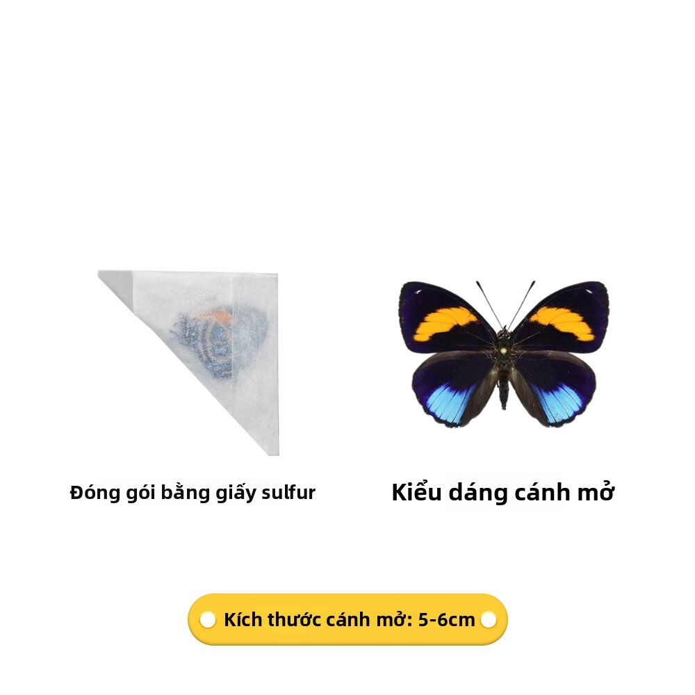 Mẫu Bướm Thật Chưa Mở Cánh Bướm Swallowtail Morpho Phoenix Vật Liệu DIY