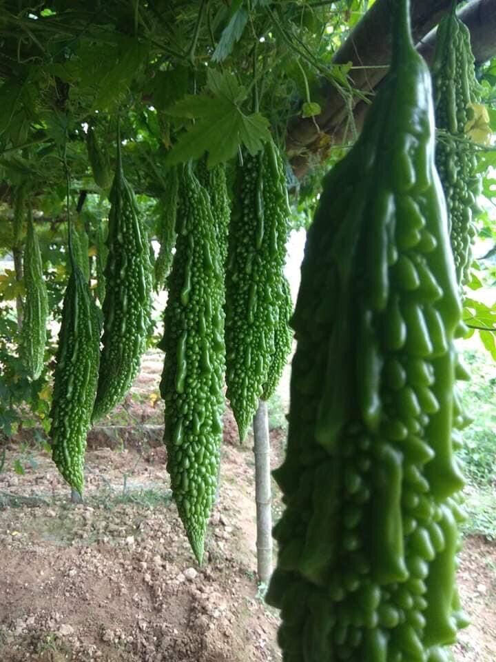 1 KG Phân Đạm Hữu Cơ - Đạm Cá Ủ Đậm Đặc