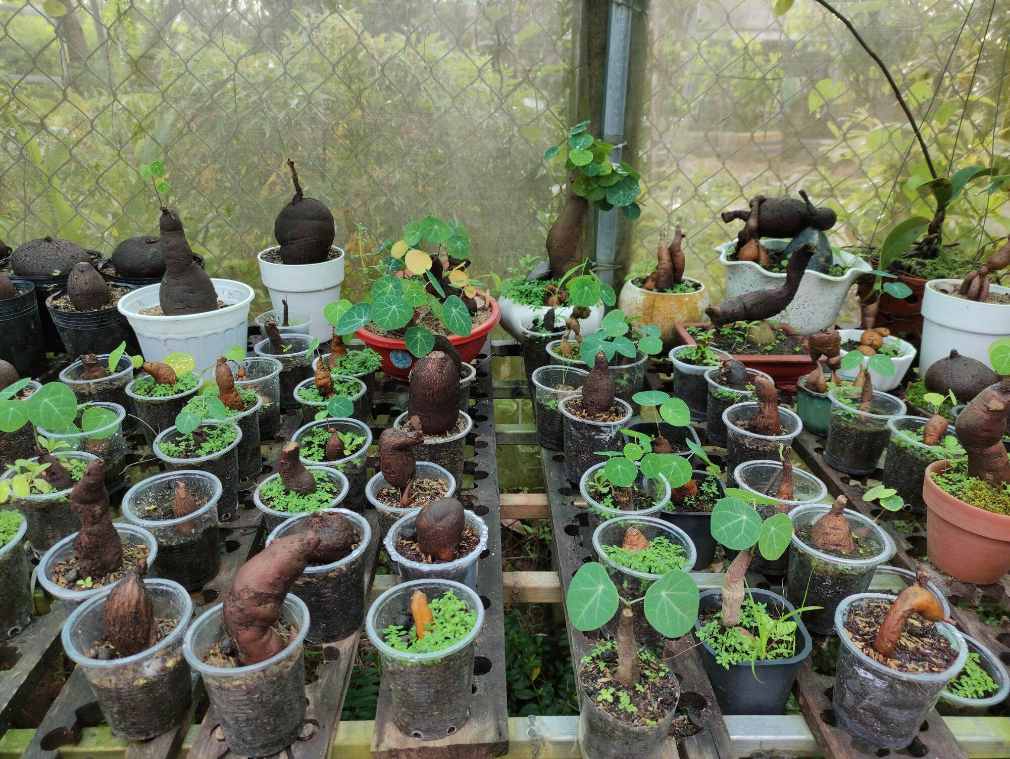 Bình vôi mini để bàn