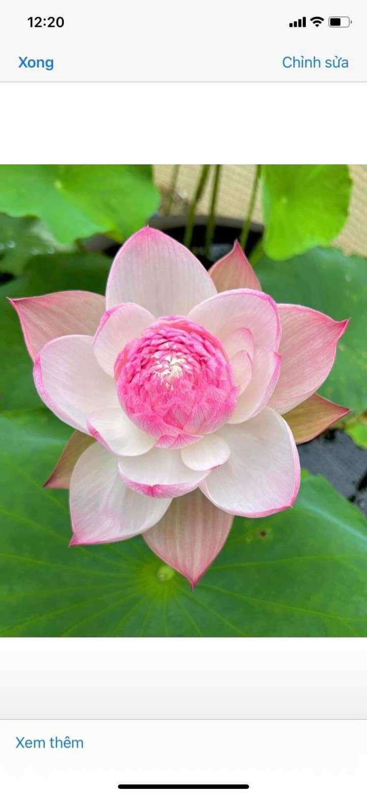 củ sen super