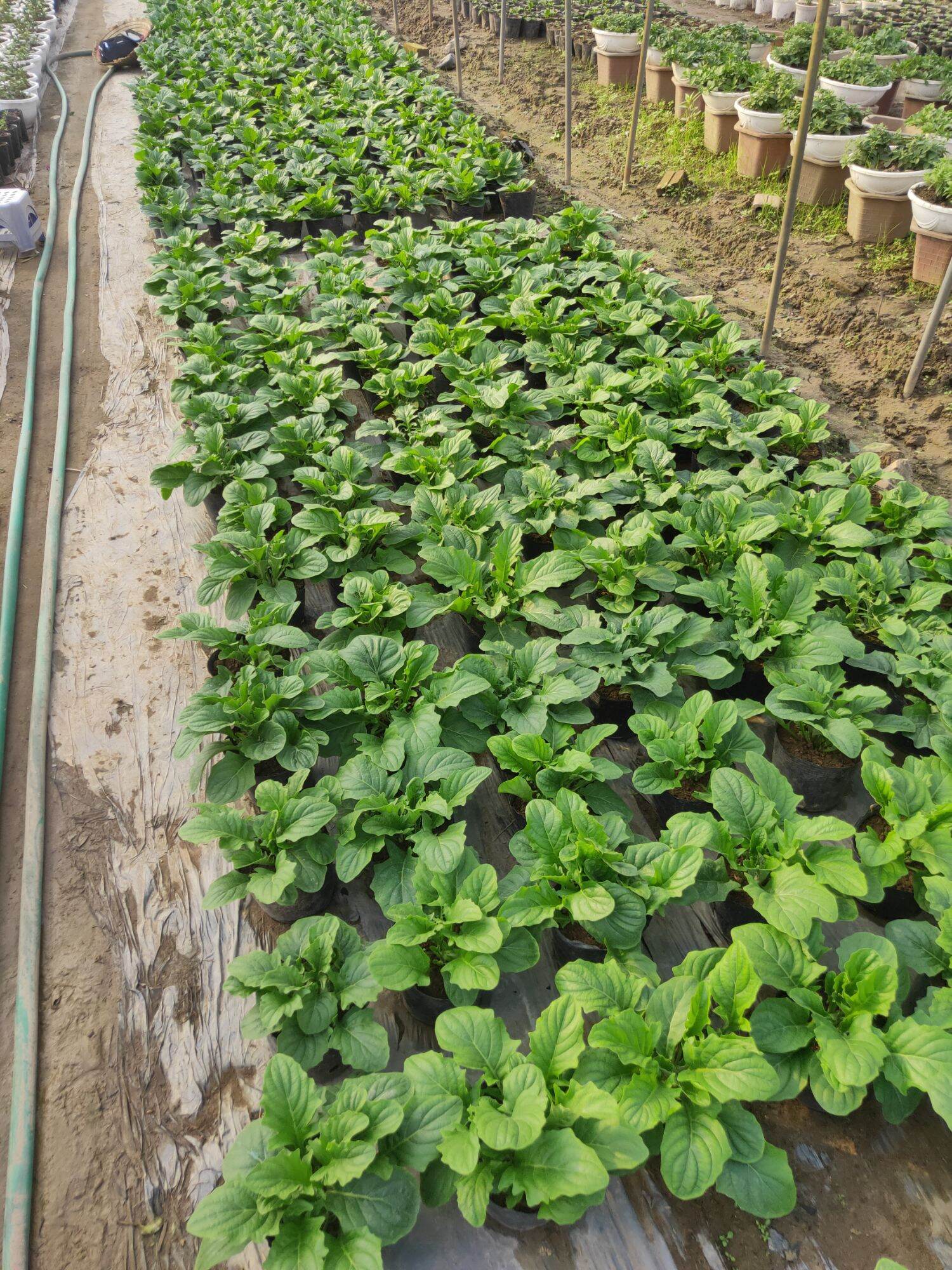 Lùn siêu nụ chậu 1 cây( đang nụ và hoa)