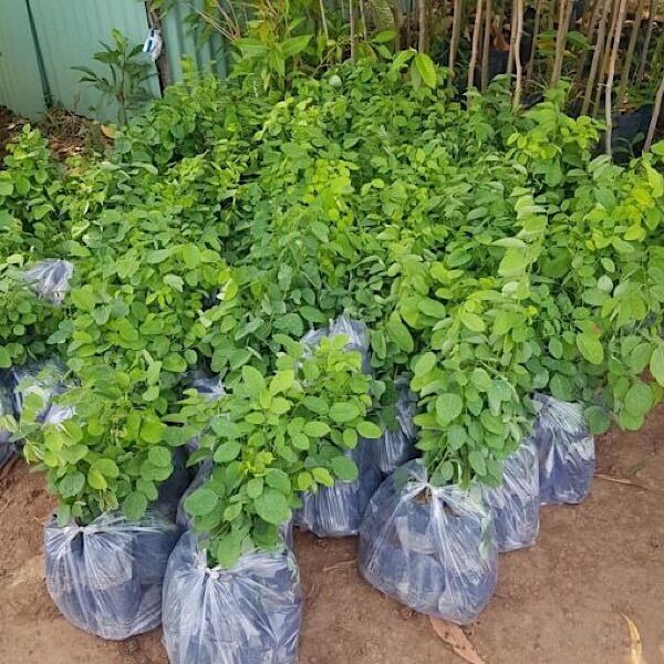 Cây giống trắc đỏ, cây trắc đỏ, trắc đỏ cao 40cm