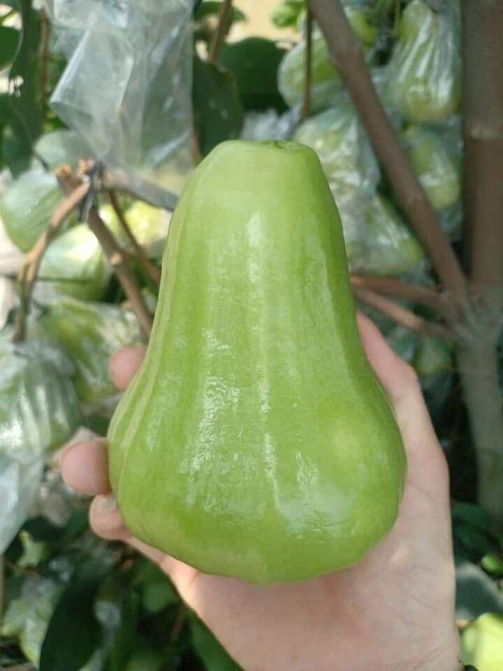 cây mận đường xanh