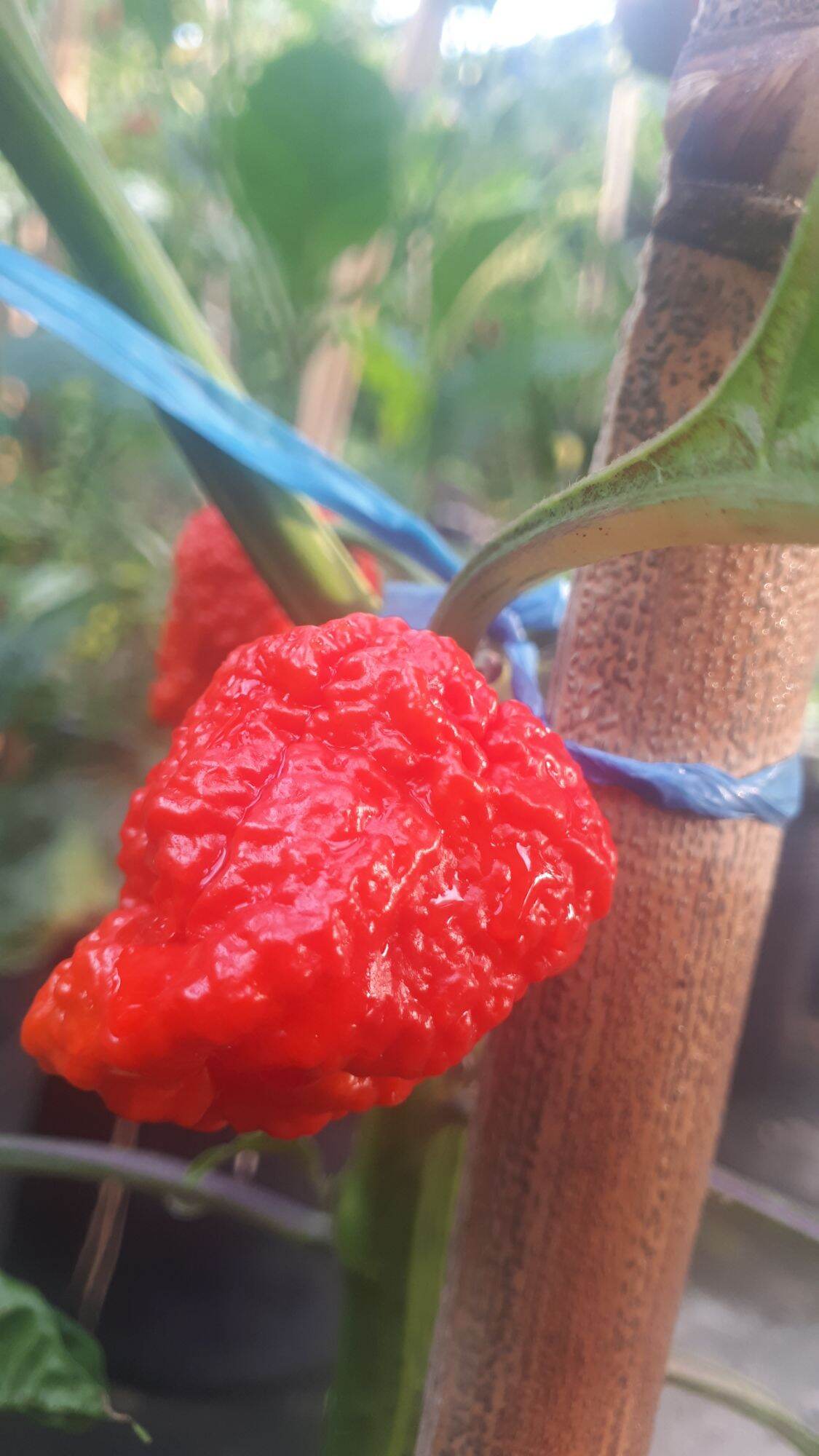 10 HẠT GIỐNG ỚT CAY CAROLINA REAPER