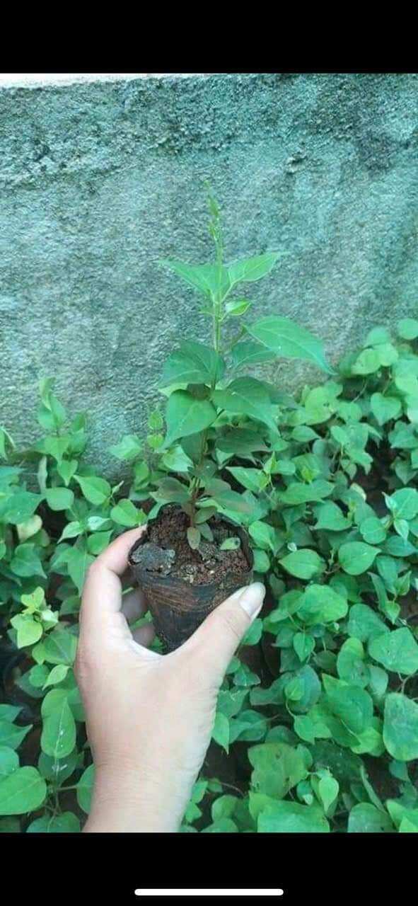 combo 3 cây giống lá giang
