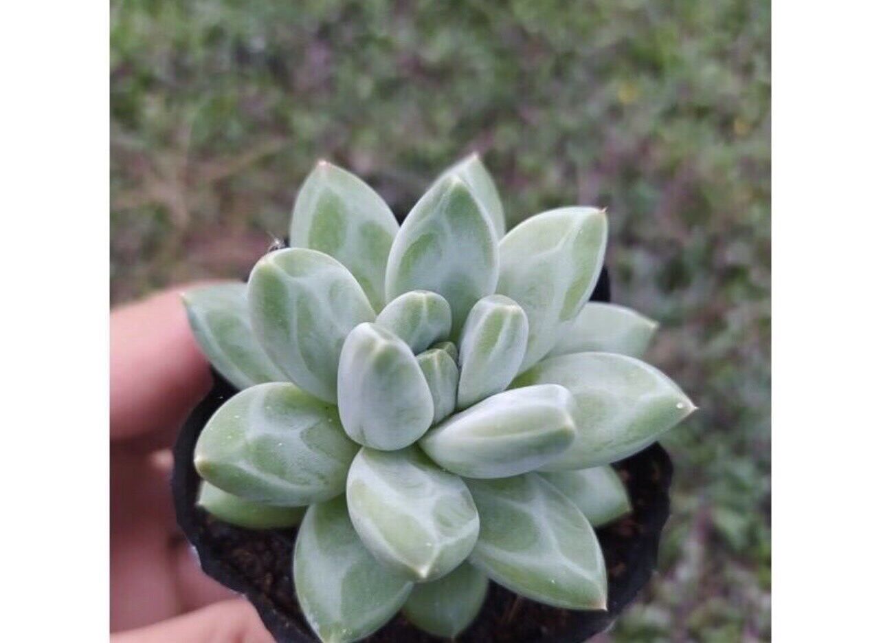 Sen đá kim cương trắng cute size bầu
