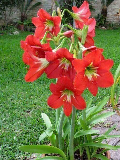 5 Red Lily Bulbs