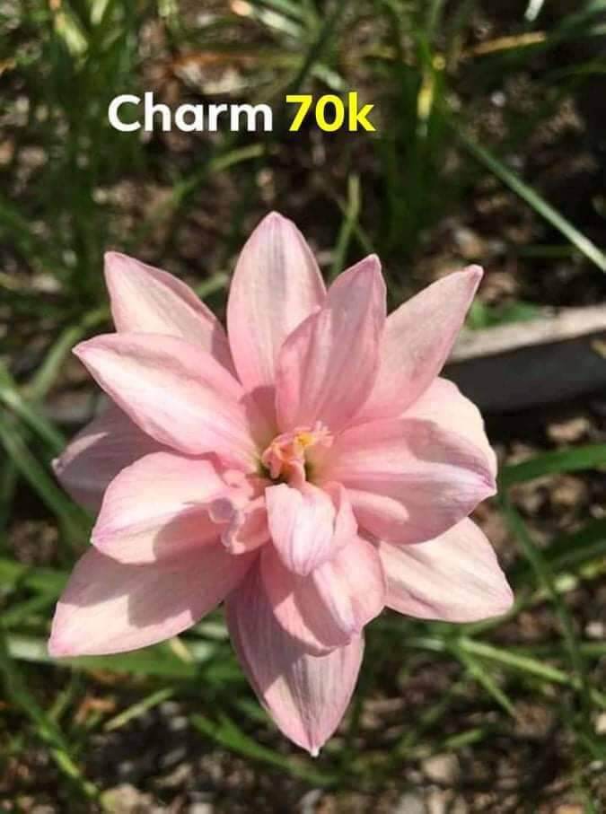 Củ huệ mưa cánh kép màu đẹp/nở quanh năm
