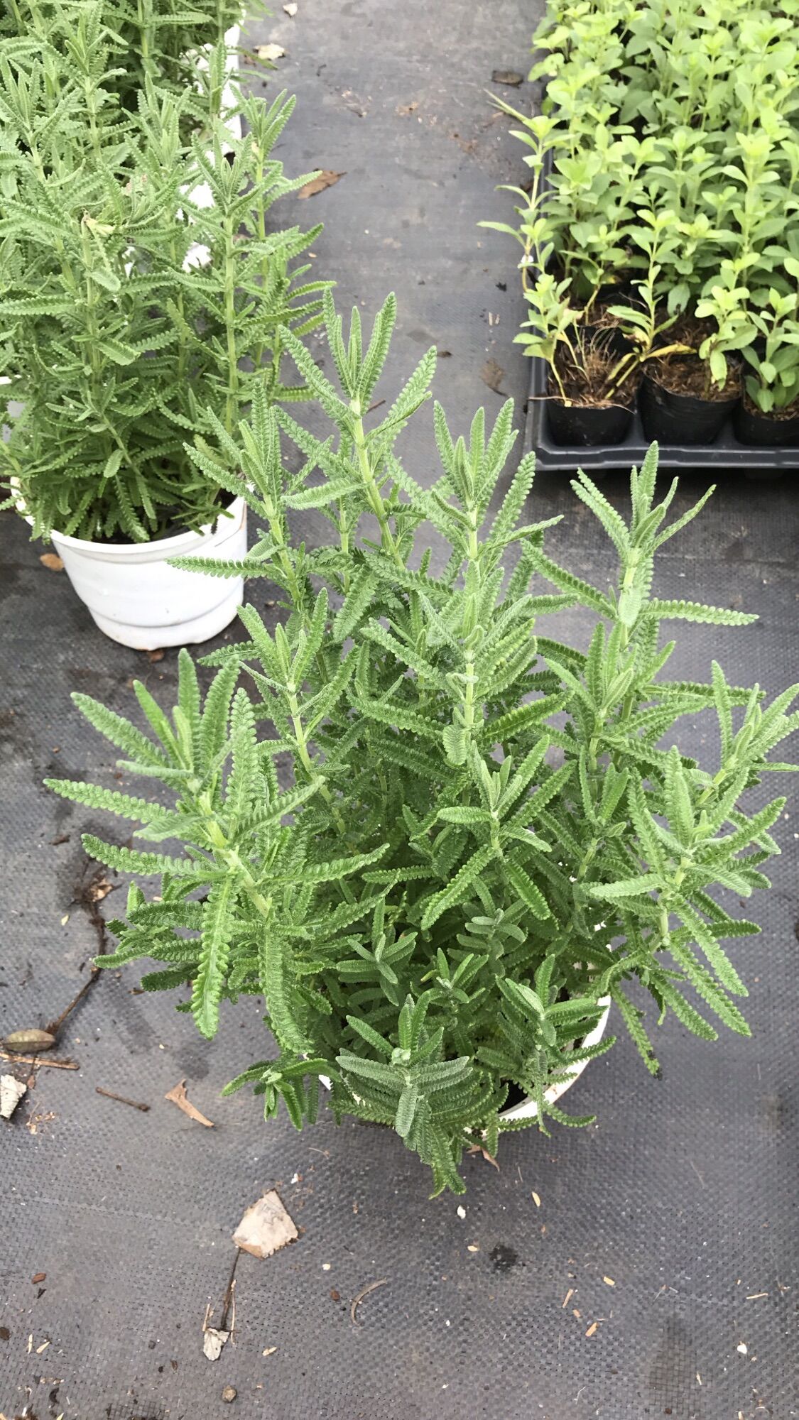 Cây oải hương lavender lớn