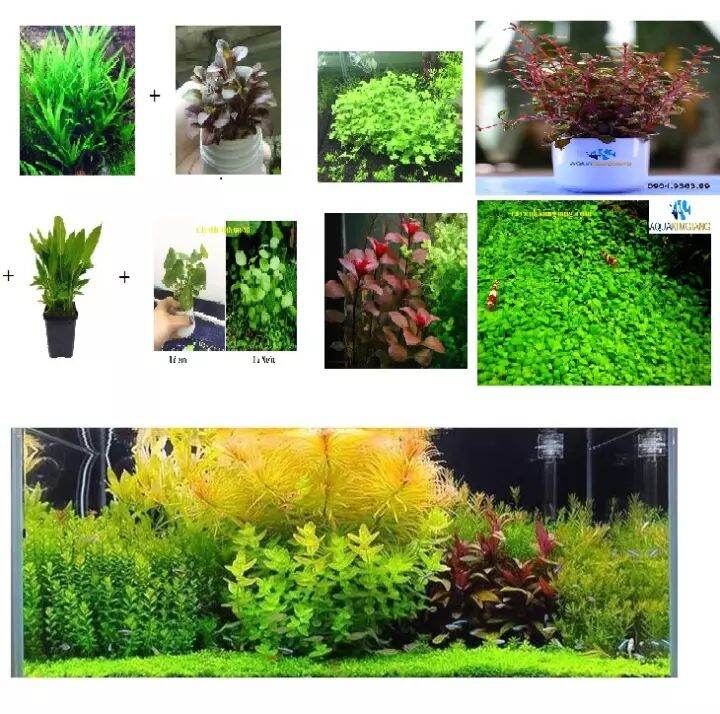 Combo 5 loại cây thủy sinh cắt cắm cực đẹp cho bể cá