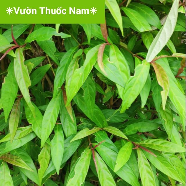 Combo 2kg lá cành hoàn ngọc đỏ tươi , cây xương khỉ đỏ tươi làm dược liệu