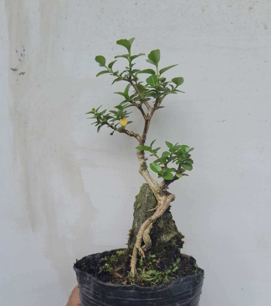 Sam hương ôm đá bonsai mini