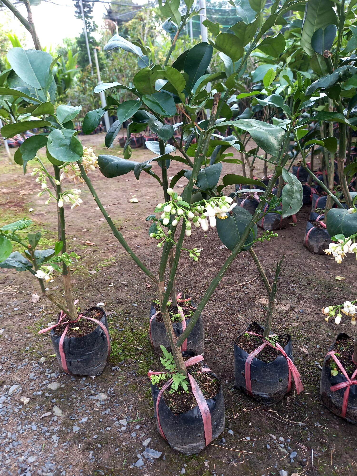 cây bưởi da xanh ruột đỏ