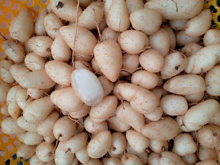 2kg củ lùng ngon, còn sống khách về tự luộc