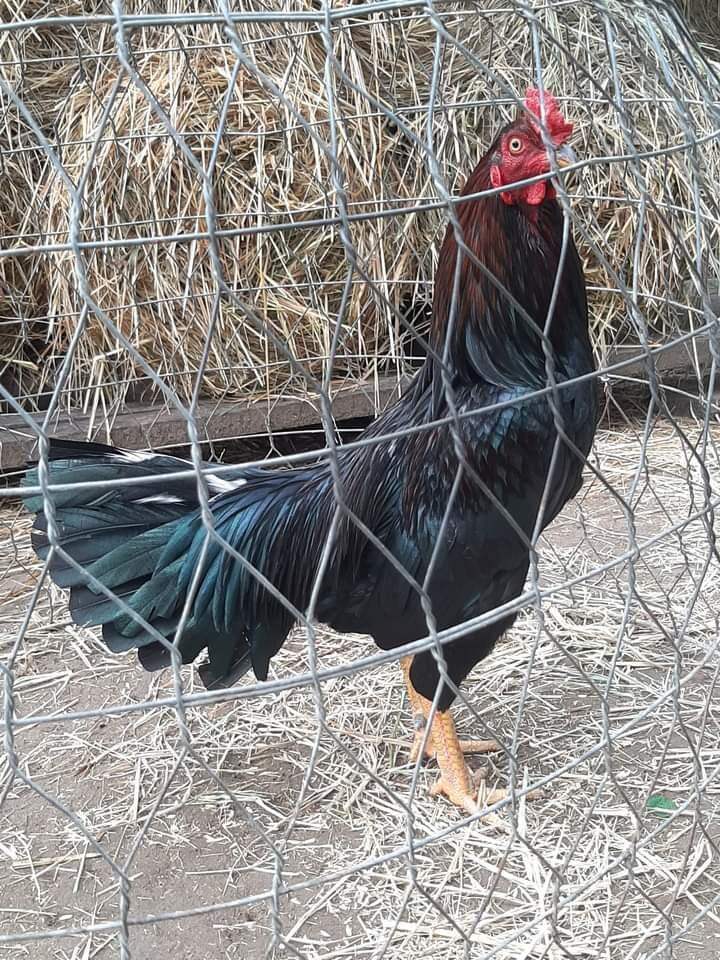 5 trứng gà nòi đá ấp nở con giống