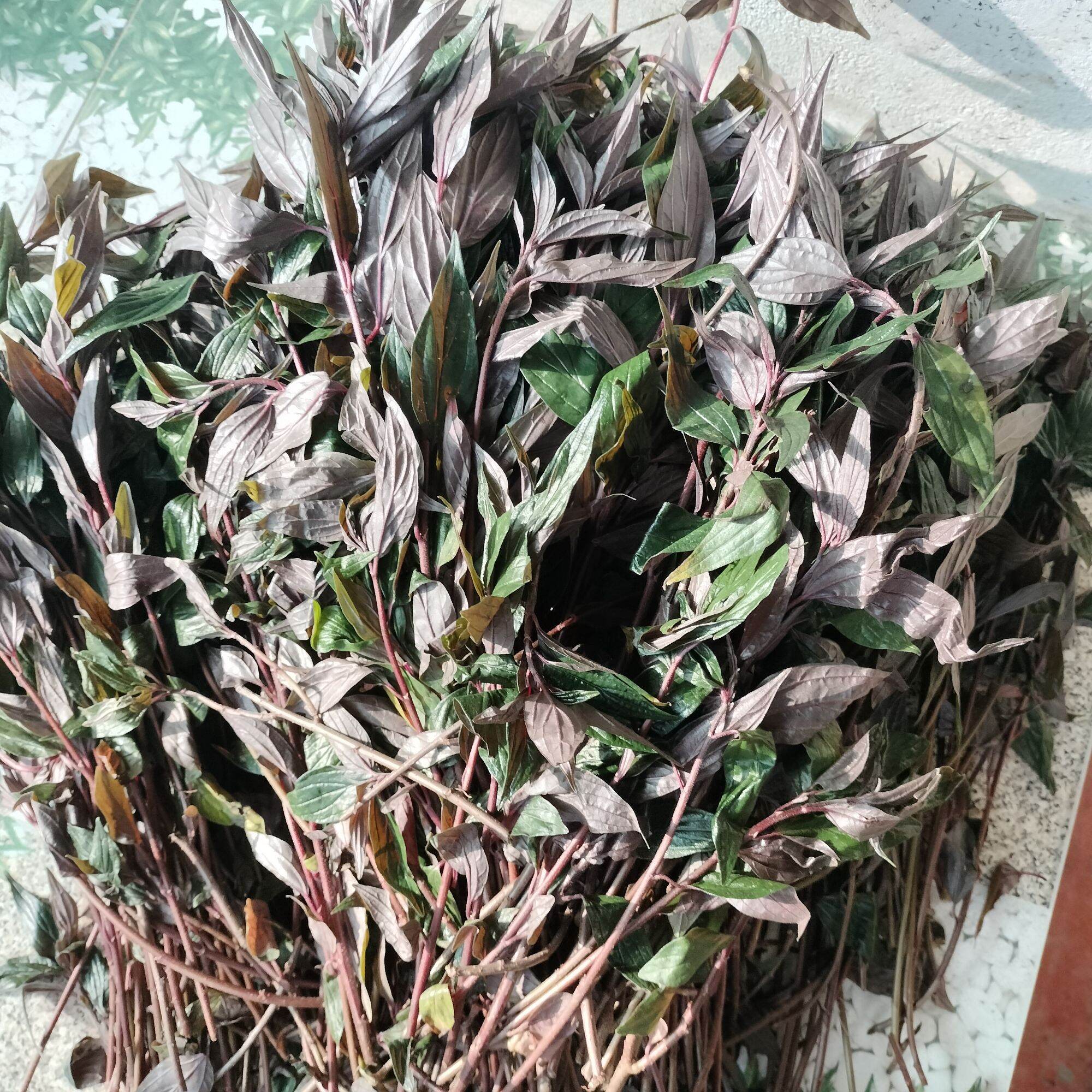 Bọ Mắm _thuốc Dòi sấy khô 500g